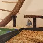 Bluey und Casi suchen ein neues zu Hause Bild 1
