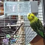 Wellensittichpärchen Bild 1