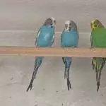 4 Wellensittiche wegen Todesfall abzugeben Bild 3