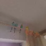4 Wellensittiche wegen Todesfall abzugeben Bild 1