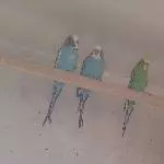 4 Wellensittiche wegen Todesfall abzugeben Bild 2