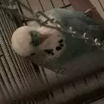 Biggy sucht neues zuhause Bild 3