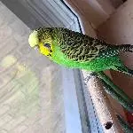 Welli in Not/ sucht neues Zuhause Bild 2