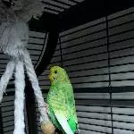 Scratchy sucht ein neues Zuhause Bild 1