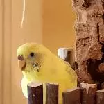 Viererbande sucht neues Zuhause Bild 3