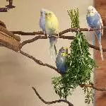 Viererbande sucht neues Zuhause Bild 1