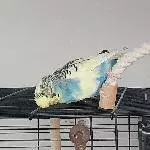 Charly, Curry und Cloud suchen ein neues Zuhause Bild 4