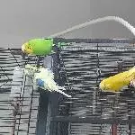 Charly, Curry und Cloud suchen ein neues Zuhause Bild 1