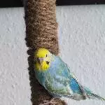 3. Wellis m. suchen ein neues Zuhause Bild 1