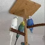 Fideler Wellischwarm sucht ein neues Zuhause Bild 1