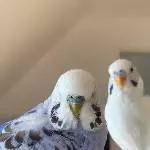 Kleiner Onkel und Herr Nilsson suchen eine neue Villa Kunterbunt Bild 1