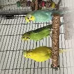 Wir 3 suchen ein neues Zuhause Bild 2