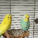 Wir 3 suchen ein neues Zuhause Bild 1