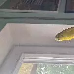 Sunny sucht ein neuen Partner Bild 2