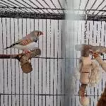 Zwei Zebrafinken Männchen Bild 2