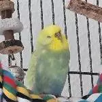 Kiwi sucht ein neues Zuhause Bild 2