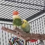 Kiwi sucht ein neues Zuhause Bild 3