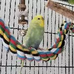 Kiwi sucht ein neues Zuhause Bild 4