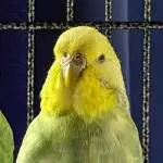 Kiwi sucht ein neues Zuhause Bild 1