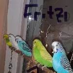 Neues Zuhause für Fritzine und Kiwi gesucht Bild 1