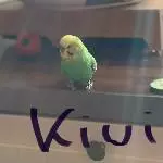 Neues Zuhause für Fritzine und Kiwi gesucht Bild 2