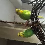 Neues Zuhause für Fritzine und Kiwi gesucht Bild 3