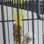 2 Wellensittiche krankheitsbedingt abzugeben Bild 1