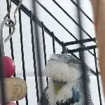 2 Wellensittiche krankheitsbedingt abzugeben Bild 2