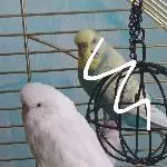 2 ältere Wellis mit Megabakteriose abzugeben Bild 6