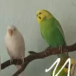 2 ältere Wellis mit Megabakteriose abzugeben Bild 1