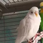 2 ältere Wellis mit Megabakteriose abzugeben Bild 2