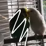 2 ältere Wellis mit Megabakteriose abzugeben Bild 4