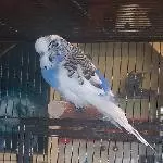 7 Jahre alter Max sucht ein neues Zuhause Bild 1