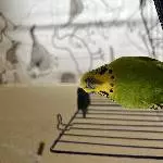 Wellensittich (m, 7 Jahre) sucht neues Zuhause Bild 2