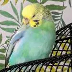Wellensittichdame sucht neues Zuhause Bild 2