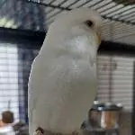 Wellensittiche abzugeben Bild 2