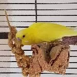 Wellensittich Lemon sucht ein neues Zuhause! Bild 1