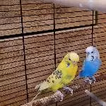 2 Wellensittiche abzugeben Bild 1