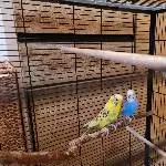 2 Wellensittiche abzugeben Bild 2