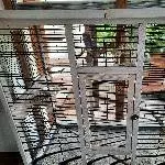 Suche neues Zuhause für Wellensittich Bild 2