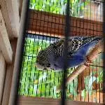 Suche neues Zuhause für Wellensittich Bild 1