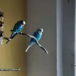 6 Wellis, 3 Jungs und 3 Mädels, abzugeben Bild 1
