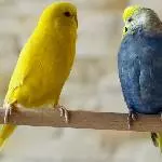 💛 Unser Lutino Tweety sucht ein liebevolles Zuhause mit Schwarmanschluss 💛 Bild 2