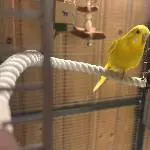 💛 Unser Lutino Tweety sucht ein liebevolles Zuhause mit Schwarmanschluss 💛 Bild 3