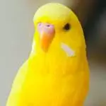 💛 Unser Lutino Tweety sucht ein liebevolles Zuhause mit Schwarmanschluss 💛 Bild 1