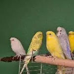 5 süße Wellis abzugeben Bild 1