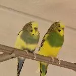 Hubsi 4 Jahre sucht neues Zuhause Bild 1
