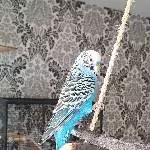 Max sucht ein neues Zuhause Bild 1