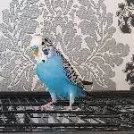 Max sucht ein neues Zuhause Bild 2