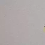 Berti sucht ein  neues Zuhause Bild 2